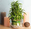 Know About Bamboo Stalks Meaning - What Does The Number of Bamboo Stalks Represent